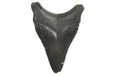 Fossil Megalodon Tooth - South Carolina #340602-1